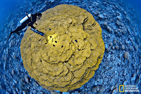 金曼礁國家紀念區(qū)，太平洋攝影：Brian Skerry，國家地理創(chuàng)意版