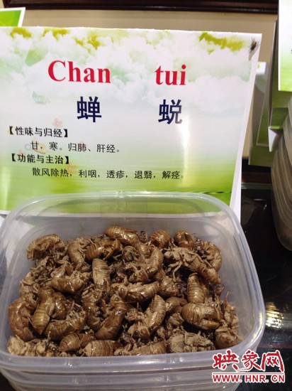 你可能沒想到，這個知了幼蟲退下的皮還是一味藥，對嗎？