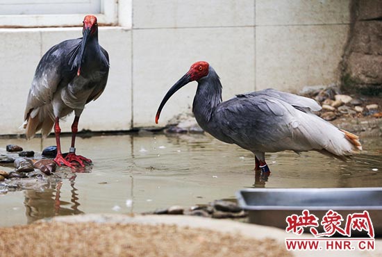 國(guó)家一級(jí)保護(hù)鳥類朱鹮