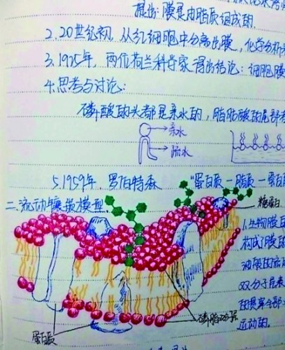 網(wǎng)絡熱傳的學霸手繪版生物筆記