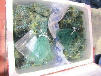  大陸進(jìn)口大閘蟹被檢出禁用的動物用藥，已全數(shù)銷毀。 圖片來源：臺灣《聯(lián)合報》