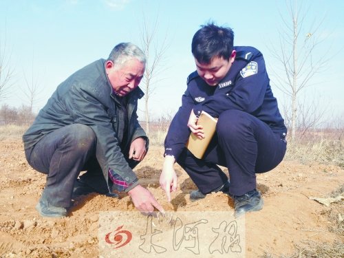 牡丹苗被盜之后，郭萬(wàn)通又補(bǔ)種的牡丹苗已經(jīng)發(fā)芽