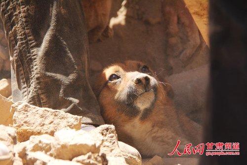 探出頭的小黃狗期待地看著救他的人。王生元/攝