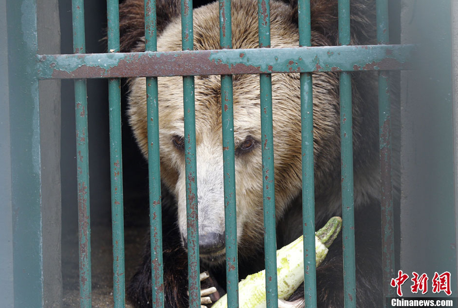 6月19日，河南鄭州，新密市動(dòng)物園咬死飼養(yǎng)員的肇事棕熊被暫押在鄭州動(dòng)物園內(nèi)，該熊“臥室”周圍被三重鋼