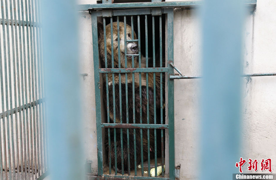 6月19日，河南鄭州，新密市動(dòng)物園咬死飼養(yǎng)員的肇事棕熊被暫押在鄭州動(dòng)物園內(nèi)，該熊“臥室”周圍被三重鋼
