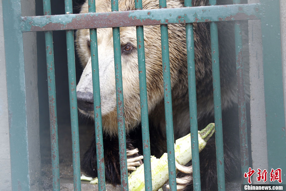 6月19日，河南鄭州，新密市動(dòng)物園咬死飼養(yǎng)員的肇事棕熊被暫押在鄭州動(dòng)物園內(nèi)，該熊“臥室”周圍被三重鋼