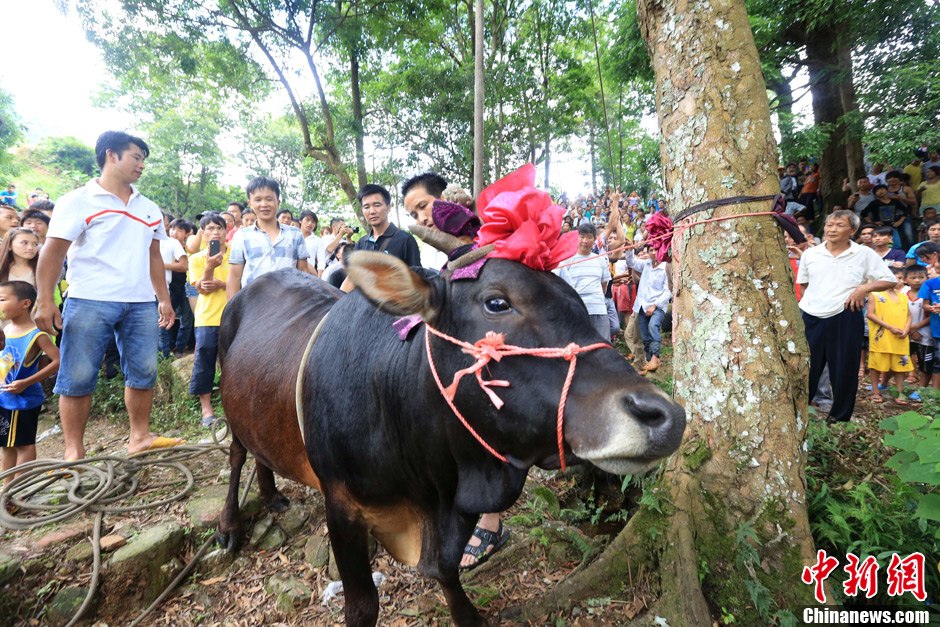 圖為村民給一頭黃牛頭戴上紅花準備進行“牽牛上樹”儀式。 譚凱興 攝