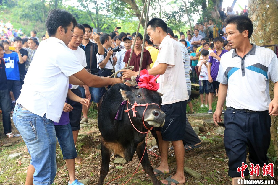 村民給黃牛套上繩索，準備進行儀式。 譚凱興 攝