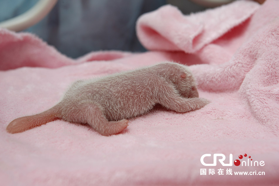 2013年7月11日，成都大熊貓繁育研究基地月亮產(chǎn)房，新生大熊貓寶寶在育嬰箱里憨態(tài)可掬。