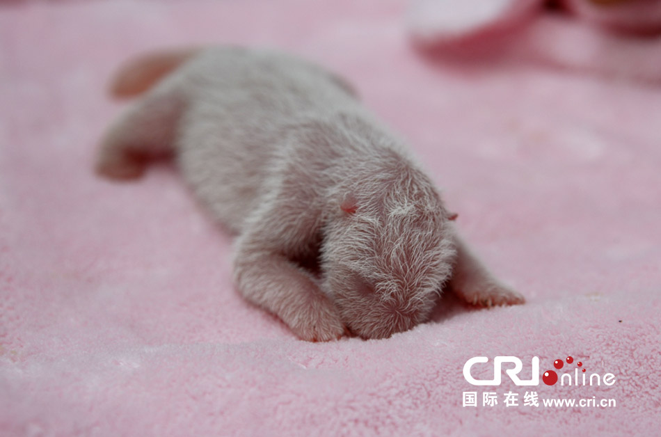 2013年7月11日，成都大熊貓繁育研究基地月亮產(chǎn)房，新生大熊貓寶寶在育嬰箱里憨態(tài)可掬。