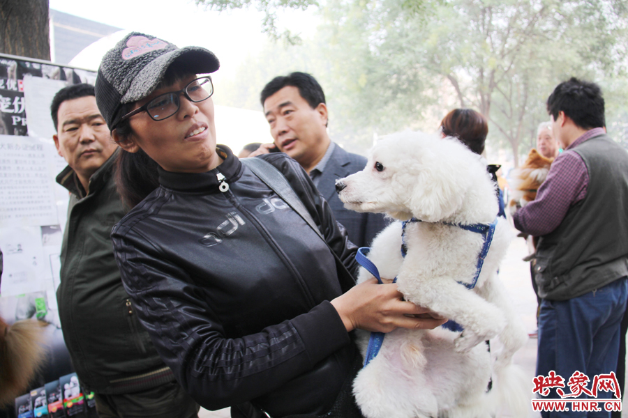 一只貴賓犬在賣萌。