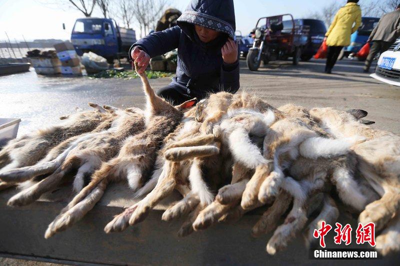 圖為12月14日，104國道靜?？h城附近，家養(yǎng)的大雁和野鴨被擺在一起售賣。田寶希 攝 圖片來源：CF