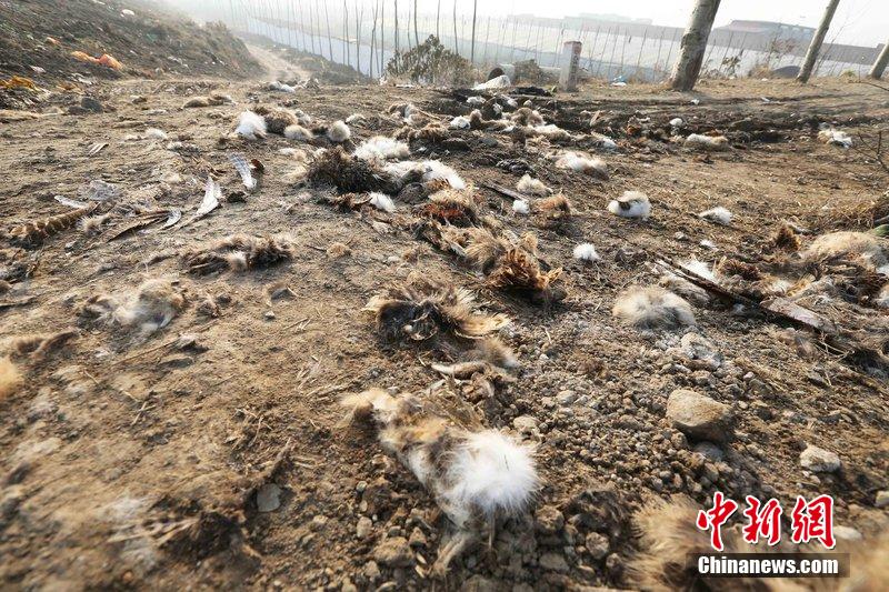 圖為12月1日，104國道靜?？h城附近，野兔的皮毛內(nèi)臟等殘留物散落一地，寒風中飄著一股刺鼻的酸臭味。
