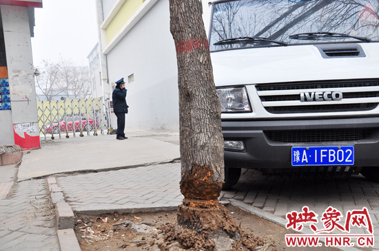 據(jù)了解，這棵樹在一家名叫“蝸牛之家”賓館專用停車場的出口處的南側(cè)，與北側(cè)的另外一棵白蠟樹有三四米的距