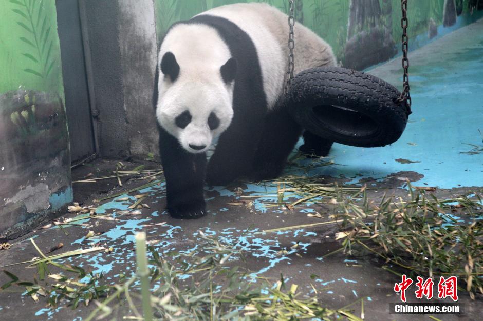 　3月17日，河南鄭州動(dòng)物園內(nèi)的大熊貓“龍昇”。