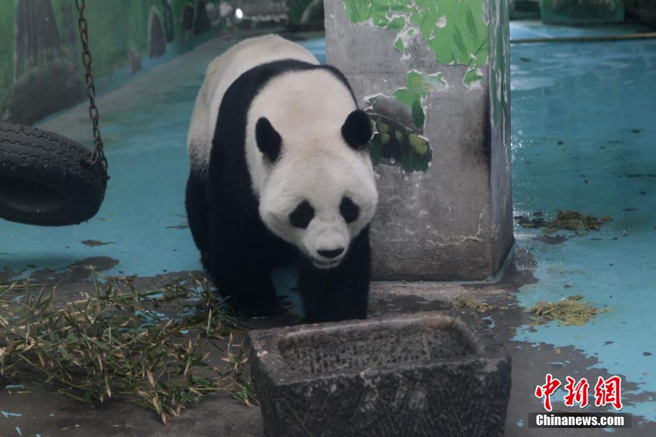 3月17日，河南鄭州動(dòng)物園內(nèi)的大熊貓“龍昇”。