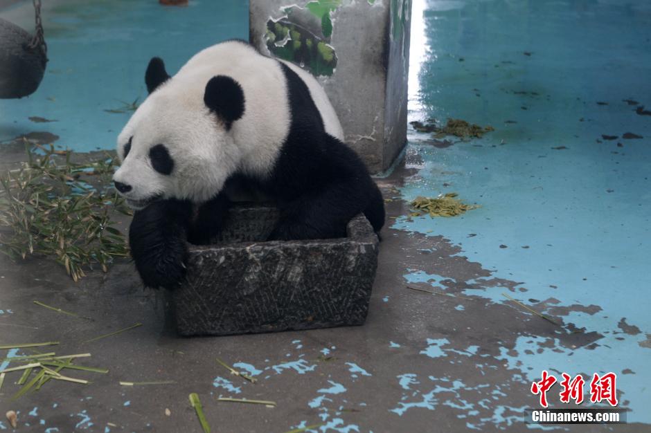 3月17日，河南鄭州動(dòng)物園內(nèi)的大熊貓“龍昇”。
