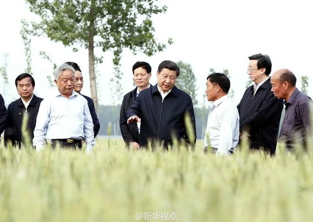 習(xí)近平走進(jìn)糧田,看麥穗灌漿,問(wèn)農(nóng)田建設(shè)。