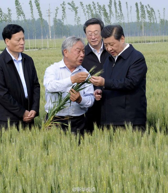 習(xí)近平走進(jìn)糧田,看麥穗灌漿,問(wèn)農(nóng)田建設(shè)。