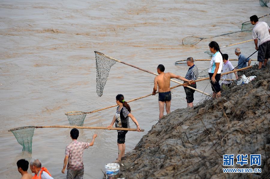 7月6日,在山西省平陸縣黃河岸邊,人們在河邊捕撈黃河“流魚”。