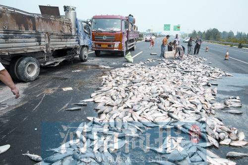 貨車翻,魚滿地。