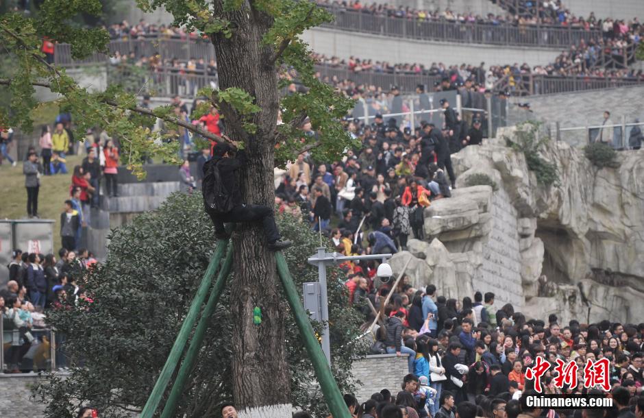 重慶一市民為占據(jù)有利位置，爬上銀杏樹觀看自己喜歡的明星。