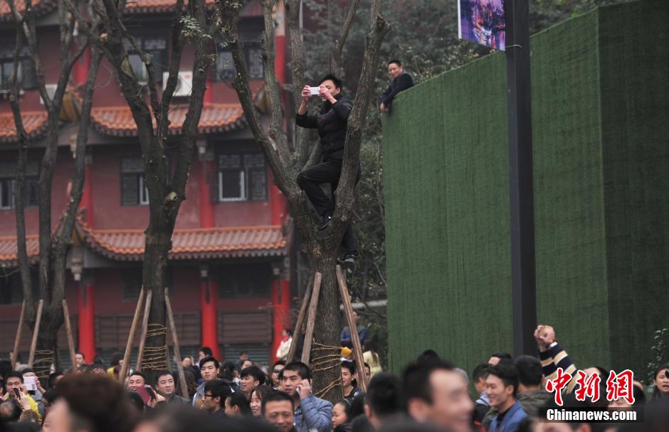 重慶一市民為占據(jù)有利位置，爬上銀杏樹觀看自己喜歡的明星。