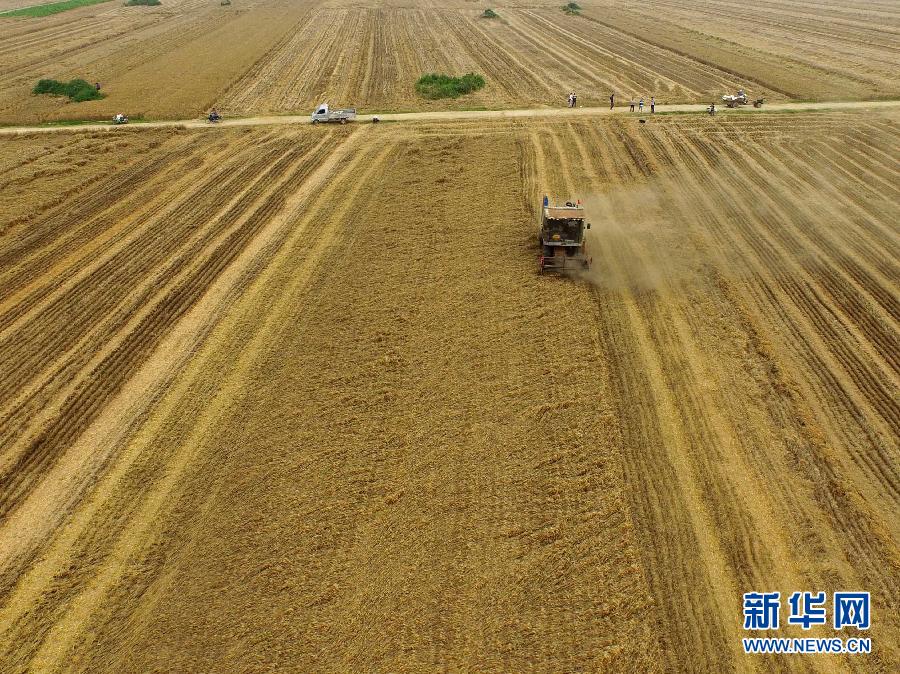 這是5月28日在河南省南陽市唐河縣甘河灣村航拍的麥?zhǔn)宅F(xiàn)場。