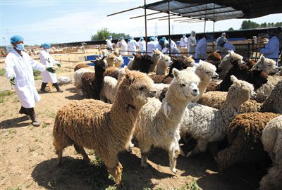 昨日，由智利進口的946頭羊駝，被運抵大興一動物檢疫隔離場進行檢驗檢疫。記者 王貴彬 攝