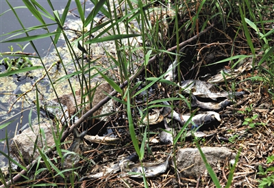 南沙河中漂浮著大量生活垃圾和腐爛水草等物，岸邊出現(xiàn)大量死魚。新京報記者郭鐵流攝
