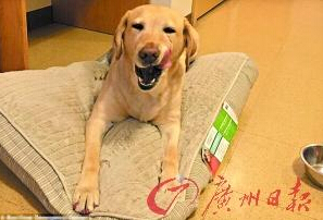 機智的導盲犬尤蘭達。