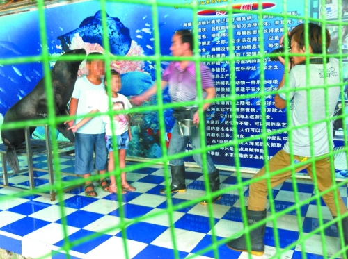 海獅就這樣被飼養(yǎng)員和攝影師擺弄，稍不聽話就會遭到毒打。