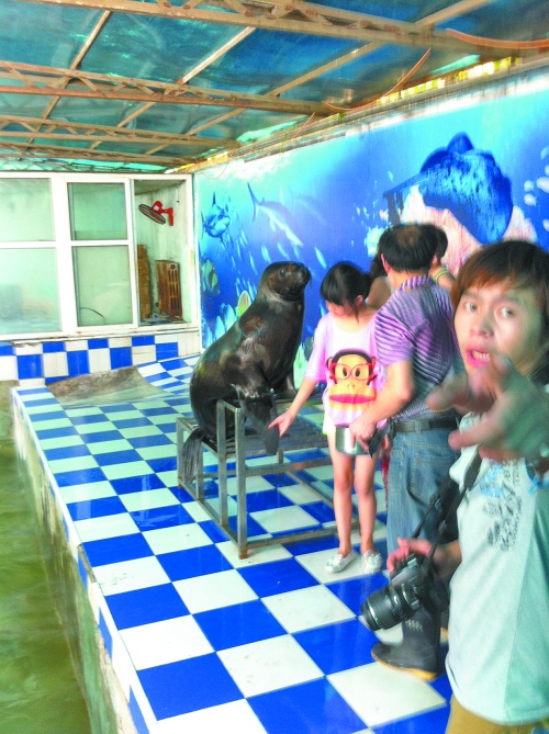 海獅館內(nèi)的攝影師警惕性很高,禁止記者拍照。