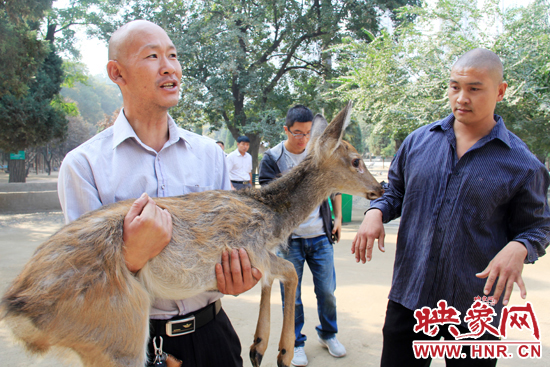 失主宋先生將“愛鹿”抱回家,并表示待小鹿傷情痊愈后,將其送到動(dòng)物園,供市民觀賞。