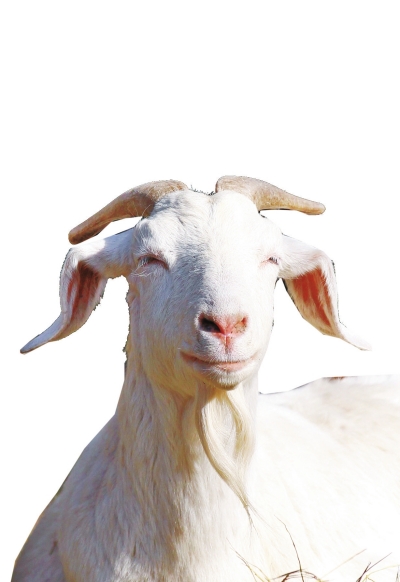 奶山羊,這種羊?yàn)楸就辽窖?，以產(chǎn)奶為主，產(chǎn)奶量高。具有“頭長、頸長、體長、腿長”的特征，俗稱“四長羊”
