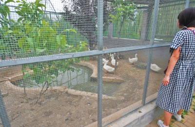 救助鳥類的大籠子里沒有鳥類，鴨子和鵝占了“鵲巢