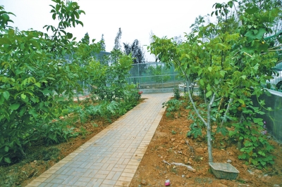 路兩邊是核桃樹，而路的盡頭救助野生鳥類的籠子，鴨子和鵝占了鵲巢