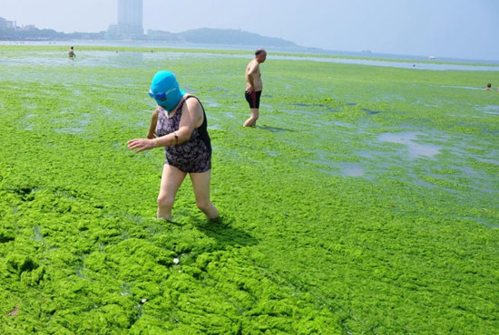 2013年7月3日，山東青島青島高溫來襲，“青島大媽”不懼滸苔，戴著“強盜面具”出現(xiàn)在海水浴場消暑降