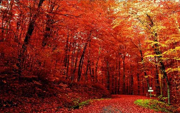 金秋到長壽山盡賞滿山紅葉