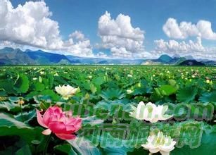 爸爸去哪兒？親密接觸荷花仙子