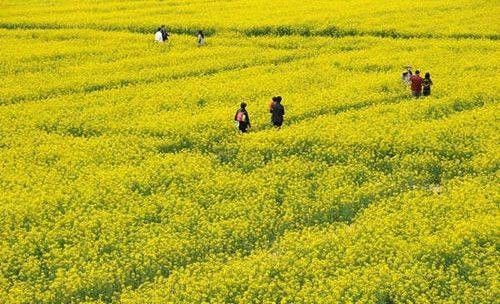 盤點(diǎn)全國(guó)13處絕美的油菜花觀賞地