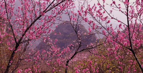 撿垃圾換玫瑰 女人節(jié) 愛(ài)在神農(nóng)山！