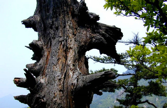 陽(yáng)春三月 河南登山好去處