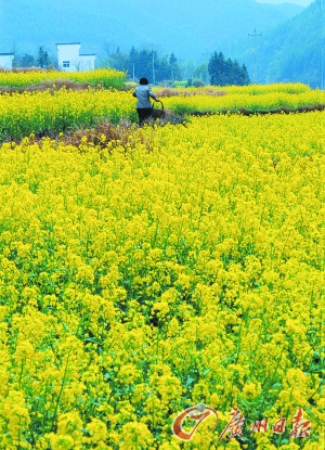 　　江嶺的油菜花已經(jīng)盛開。