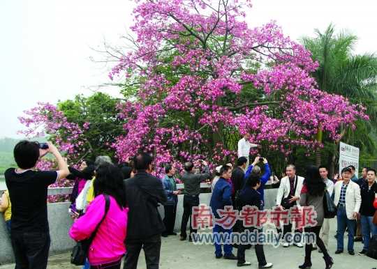 “反季節(jié)櫻花”綻放農(nóng)博會 冬季也有櫻花可賞