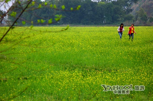 　　英德國家森林公園是廣東唯一的油菜花主題旅游景區(qū)。(圖片來源:CFP)