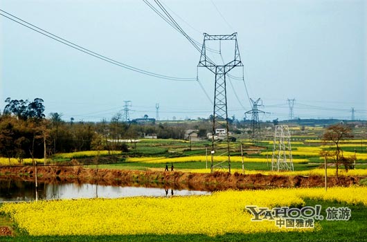 　　三月是川西平原油菜花盛開的季節(jié)。(圖片來源:CFP)