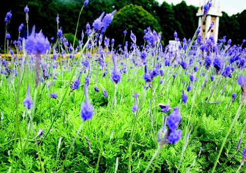 　　日月潭九族文化村內(nèi)水沙連歐洲花園園區(qū)內(nèi)數(shù)十萬株熏衣草,已開得美不勝收,令游客陶醉。