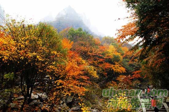 深秋去堯山賞紅葉、泡溫泉、拜大佛