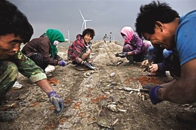 大雨將至，渤海邊的蟹池旁，蟹農(nóng)們不慌不忙地收綁梭子蟹。